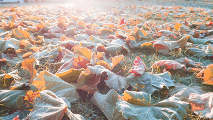 Background with grass, frost and sun. Fallen green leaves in frost.
