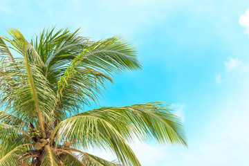 Fototapeta premium Coconut palm trees