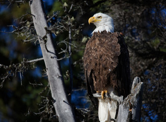 bald eagle wildlife