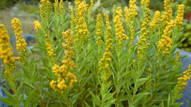 Bright vibrant yellow wildflowers 1 - Summer on Mount Hood