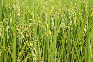 Close up of green paddy rice plant.