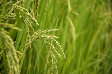 Close up of green paddy rice plant.