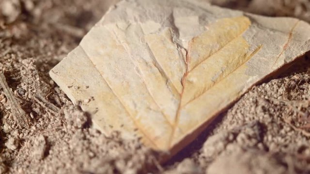 Close up of leaf fossil fossilized rock from same Oregon formations as John Day Fossil Beds national monument