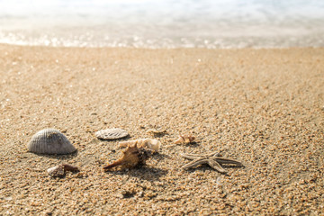 Starfish and soft wave on the sandy beach
