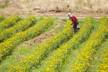 farmer keeping the marigold flower, Lopburi Thailand
