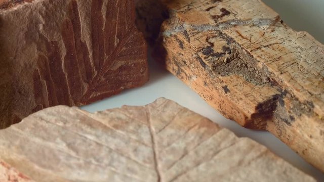 Close up group of fossils leaf petrified wood and dawn redwood from same Oregon formations as John Day Fossil Beds national monument on white