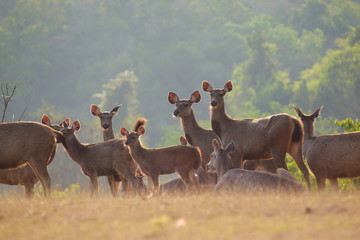 Deers in the wild, Phu-keaw nation park, Chaiyaphum Thailand