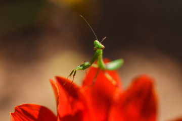 Mantis on flower
