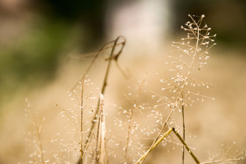 dry grass