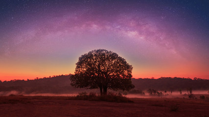 Milky way above the alone tree in the field at  Thung Kamang nature park, Chaiyaphum, Thailand