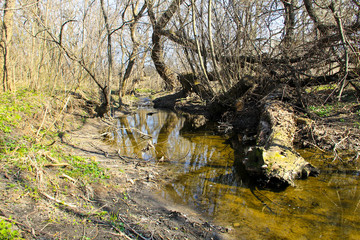 Small river in the forest on spring