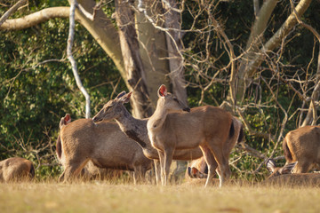 Naklejka na ściany i meble Deers in the wild, Phu-keaw nation park, Chaiyaphum Thailand