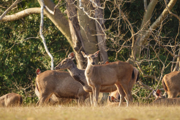Fototapeta premium Deers in the wild, Phu-keaw nation park, Chaiyaphum Thailand