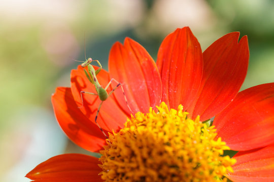 รูปภาพAmoena – เลือกดูภาพถ่ายสต็อก เวกเตอร์ และวิดีโอ309 | Adobe Stock