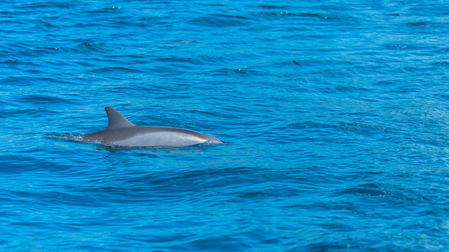Spinner dolphin, Stenella longirostris, dolphin swimming in Pacific ocean 
