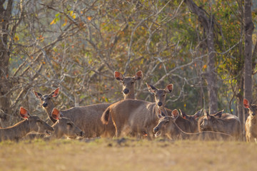 Deers in the wild, Phu-keaw nation park, Chaiyaphum Thailand