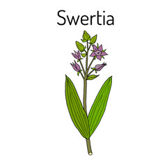 Swertia chirata medicinal plant