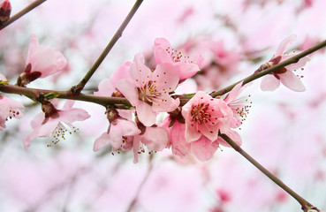 flowering, fruit tree. Orchard. flowering apricot.