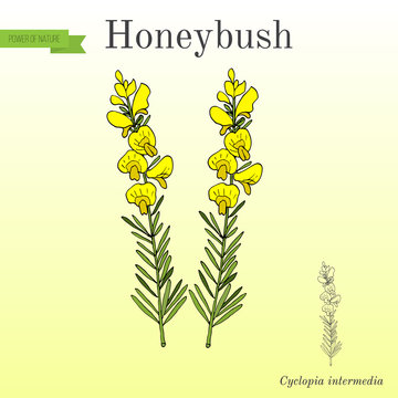 Honeybush Cyclopia intermedia , or Heuningbos, tea plant