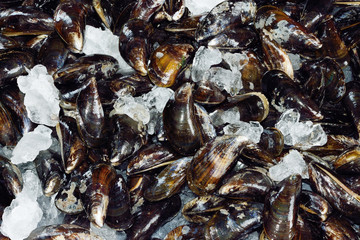 Frische Miesmuscheln auf Eis