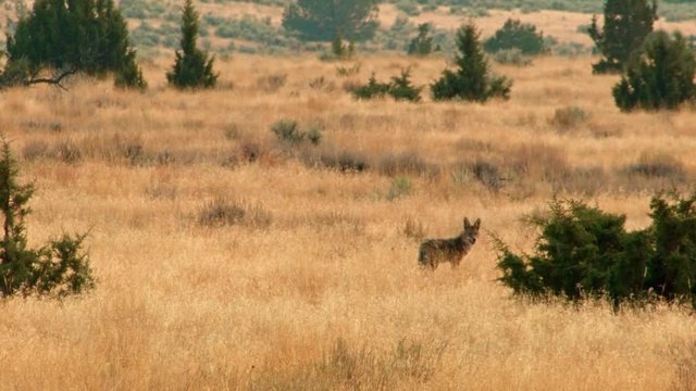 Hunting and stalking in desert 6 Coyote Steens Mountain Near malheur Wildlife Refuge 7