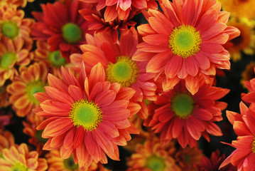 Orange Chrysanthemum Flower Bouquet. Close Up with green middle.