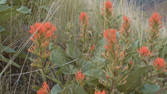Indian Paintbrush Red Wildflowers Grande Ronde River Washington Oregon 23