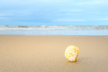 shells on tropical beach with copy space for text or product.