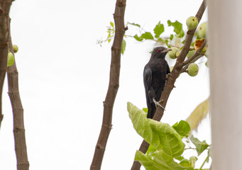 koyal koel bird
