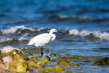 Insel, Mallorca, Spanien, Urlaub, Reisen, Erholung, Strand, Meer, Mittelmeer, Möwe, Tiere, Vögel, Natur, Erlebnis, Abenteuer