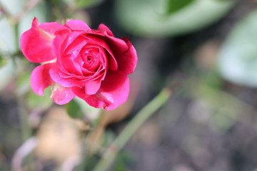 rose from the left side