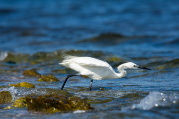 Insel, Mallorca, Spanien, Urlaub, Reisen, Erholung, Strand, Meer, Mittelmeer, Möwe, Tiere, Vögel, Natur, Erlebnis, Abenteuer