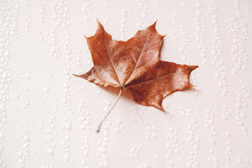 Yellow maple leaf on wet wall