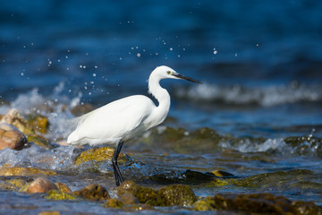 Insel, Mallorca, Spanien, Urlaub, Reisen, Erholung, Strand, Meer, Mittelmeer, Möwe, Tiere, Vögel, Natur, Erlebnis, Abenteuer