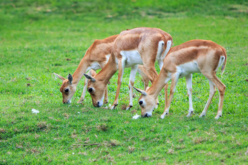 Impalas standing in grass field