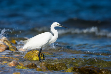 Insel, Mallorca, Spanien, Urlaub, Reisen, Erholung, Strand, Meer, Mittelmeer, Möwe, Tiere, Vögel, Natur, Erlebnis, Abenteuer