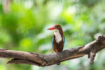 White-throated Kingfisher. Halcyon smyrnensis