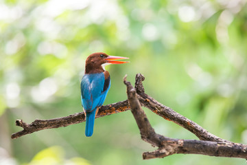 White-throated Kingfisher. Halcyon smyrnensis