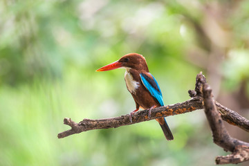White-throated Kingfisher. Halcyon smyrnensis