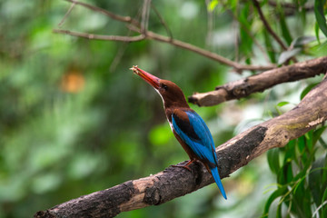 White-throated Kingfisher. Halcyon smyrnensis