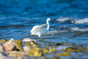 Insel, Mallorca, Spanien, Urlaub, Reisen, Erholung, Strand, Meer, Mittelmeer, Möwe, Tiere, Vögel, Natur, Erlebnis, Abenteuer