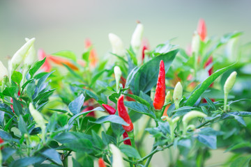 chilli plant