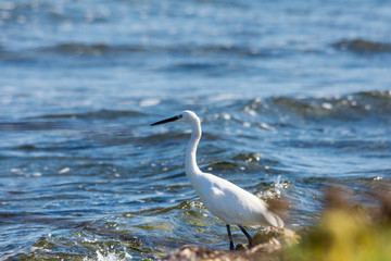 Insel, Mallorca, Spanien, Urlaub, Reisen, Erholung, Strand, Meer, Mittelmeer, Möwe, Tiere, Vögel, Natur, Erlebnis, Abenteuer