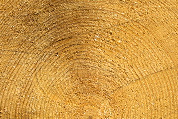 Fototapeta premium sawing logs