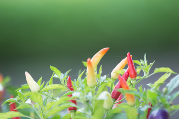 chilli plant