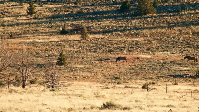 Kiger mustangs Wild Horses Steens Mountain Near malheur Wildlife Refuge 21