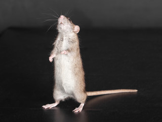 standing domestic brown rat