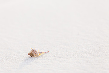 Shell on sandy beach