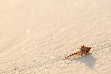 Shell on sandy beach