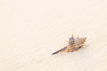 Shell on sandy beach